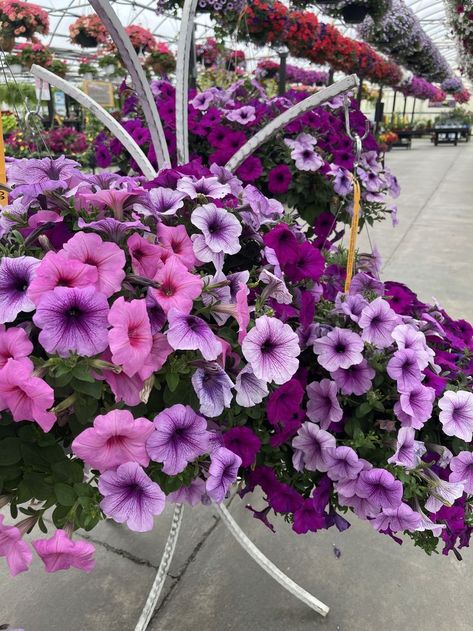 Time for my close-up Purple Petunias, Flowers To Make, Welcome Winter, Winter Event, Pretty Purple, Plants And Flowers, Petunias, You Smile, Hanging Baskets