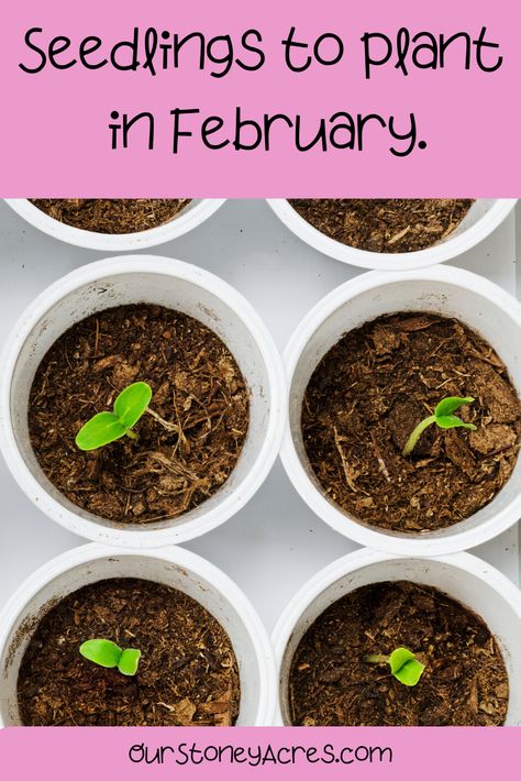 Seed Starting Schedule, Garden Calendar, Diy Gardening, Homestead Survival, Flowers Wallpaper, Seed Starting, Veggie Garden, Edible Garden, Gardening For Beginners