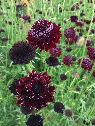 Flowers | Uprising Seeds Goth Garden, Cut Flower Garden, Black Knight, Plant Supports, Organic Seeds, Blackest Knight, Veggie Garden, Blooming Flowers, Front Garden