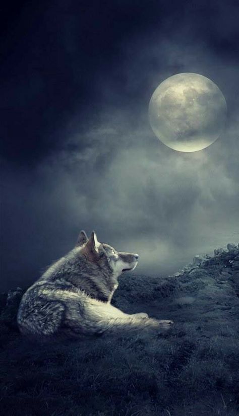 Wolf Moon night Lup Singuratic, Wolf Artwork, Wolf Stuff, Wolf Photos, Wolf Spirit Animal, Wolf Wallpaper, Wolf Love, Wild Wolf, Wolf Pictures