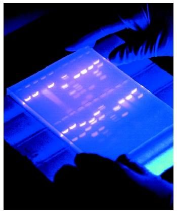 Molecular Biology Art, Dna Gel Electrophoresis, Genetics Aesthetic, Dna Aesthetic, Genetics Activities, Gel Electrophoresis, Dna Facts, Dna Lab, Dna Fingerprinting