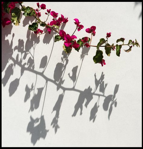 Flower shadow by queue_queue Incredible Wallpaper, Light And Shadow Photography, Shadow Shadow, Shadow Tattoo, Contrast Art, Flower Shadow, Amazing Wallpaper, Artsy Photography, Wallpaper Flower