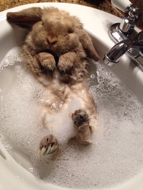 Fat Bunny, Bunny Fluffy, Cat And Bunny, Bunny Pet, Bunny Room, Pet Bunny Rabbits, Taking A Bath, Fluffy Bunny, Pet Bunny