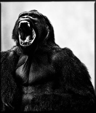 © Laurent Baheux Western Lowland Gorilla, Gorillas Art, Silverback Gorilla, Great Ape, Primates, Wildlife Art, Professional Photography, Animal Kingdom, Art Drawing