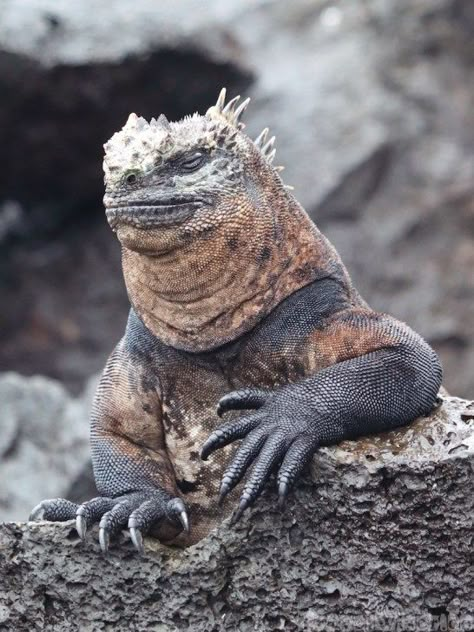 Galapagos Marine Iguana, Galapagos Ecuador, Marine Iguana, Creature Marine, Ecuador Travel, Animal Study, Animal Reference, Galapagos Islands, Animal References