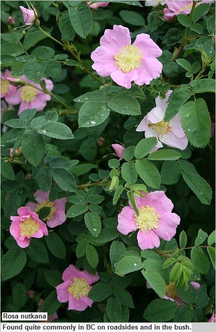 nootka (or wild) rose Alaskan Flowers, Alaska Flowers, Nootka Rose, California Native Garden, Rose Garden Design, Dog Rose, Greyish Green, Single Flowers, California Native Plants