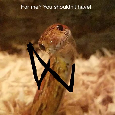 Snake Reaction Pic, Cute Snakes With Arms, Snakes With Arms Funny, Funny Snake Pictures, Snake Memes Funny, Snakes With Hands, Snake With Arms, Snakes With Arms, Snake Pfp