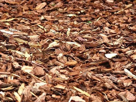 Make Wood Shavings Pine Shavings, Gingerbread Spice, Wood Shavings, Sugar Free Maple Syrup, Hermit Crabs, Rooibos Tea, Hermit Crab, Little Kitchen, Cereal Recipes