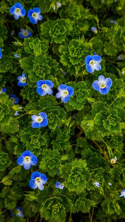 Veronica Plant, Wild Flower Meadow, Flower Meadow, Scientific Name, Vascular Plant, Spring Is Coming, Perennial Garden, Wild Flower, Birds Eye