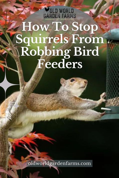 A photo of a squirrel stealing seed from a bird feeder in the winter. Photo from oldworldgardenfarms.com Feeding Squirrels, Squirrel Repellant, Woodpecker Feeder, Squirrel Feeder Diy, Get Rid Of Squirrels, Platform Bird Feeder, Squirrel Food, Squirrel Baffle, Backyard Birds Feeders