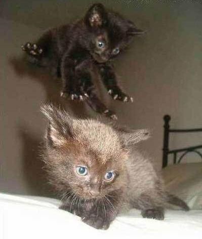 “@sharecute_com: kitties - Share #cute http://buff.ly/1BwYA4D  pic.twitter.com/ZD4uk7n8Y3”# (@ @); ..(^^) Sneak Attack, Cat Photos, Bad Cats, Cat Quotes, Funny Cat Pictures, Cat Stuff, Funny Cute Cats, Funny Animal Pictures, Crazy Cats