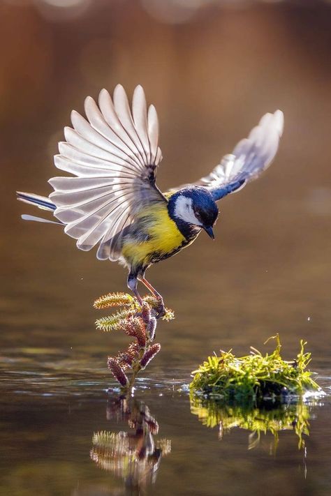 Bird Poses, Bird On Hand, Birds Photography Nature, Bird Flying, Most Beautiful Birds, Flying Birds, Flying Bird, Beautiful Bird, Nature Birds