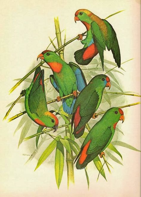 Hanging Parrot, Vintage Parrot, Colorful Parrots, Tropical Bird, Bird Pictures, Tropical Birds, Bird Print, Wildlife Art, Antique Prints