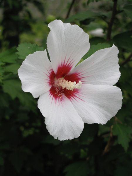 Korean Customs, Korean Symbols, The Rose Of Sharon, Seoul National University, Korean Flower, Korean Student, National University, Korean Culture, Legends And Myths