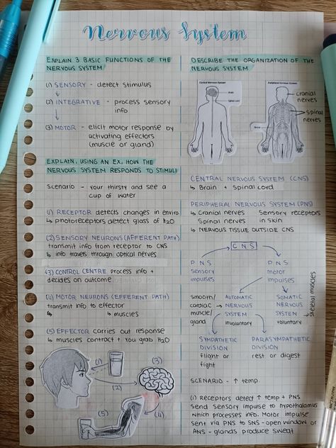 Neuron Notes Aesthetic, Neuron Notes Nervous System, Biology Notes Nervous System, Neuron Diagram Aesthetic, Blue Psychology Aesthetic, Control And Coordination Notes Aesthetic, Pharmacology Notes Aesthetic, Neurons Notes, Nervous System Notes Aesthetic