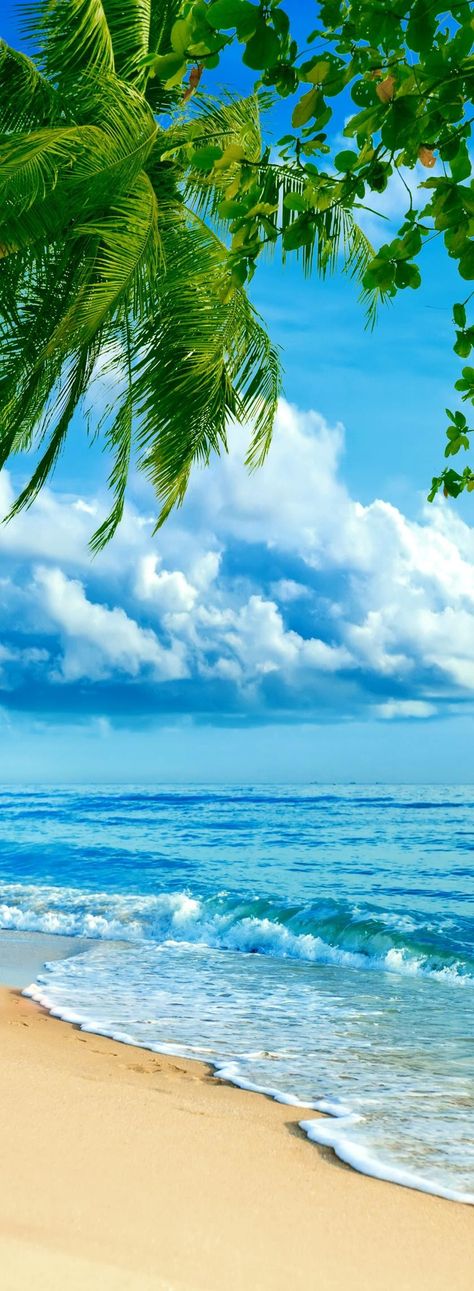 Wallpaper Beach, Palm Trees, The Beach, Trees, Blue, Nature