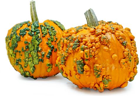 Knucklehead Pumpkins Information and Facts Knucklehead Pumpkin, Pumpkin Companion Plants, Cajun Pumpkin Seeds, Portuguese Pumpkin Seeds, Pigeon Peas, Ghost Plant, Apricot Recipes, Bell Pepper Recipes, Holiday Pies