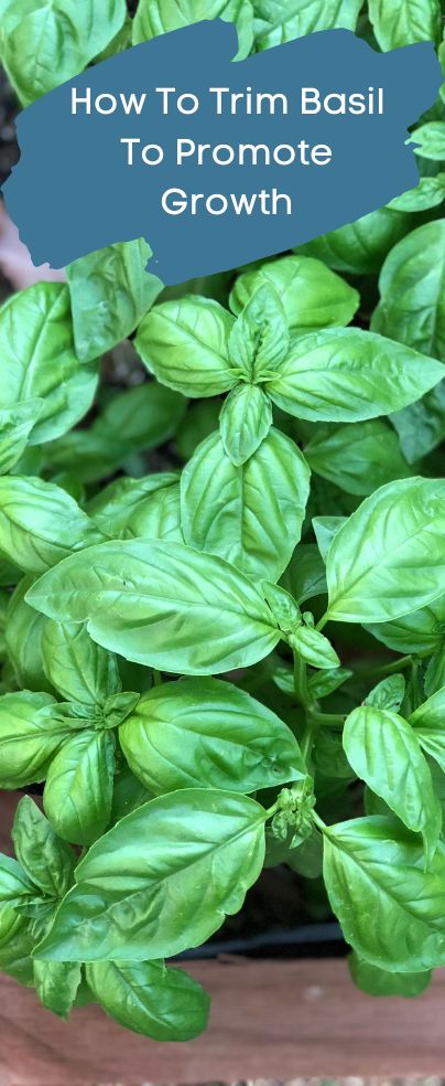 Who doesn’t love the basil plant especially for its amazing taste and pleasant aroma when it comes to cooking? Now, if you’re wondering how to trim basil to promote healthy growth, just follow our tips and your basil will enjoy optimal growth. Diy Backyard Garden Ideas, How To Trim Basil, Diy Backyard Garden, Types Of Basil, Grow Basil, Backyard Garden Ideas, Basil Herb, Growing Herbs Indoors, Grow Herbs