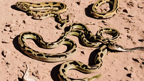 Speckled Rattlesnake, Types Of Snakes, Nevada Homes, Poisonous Snakes, Types Of Snake, Great Basin, Nature Walk, Mojave Desert, Walking In Nature