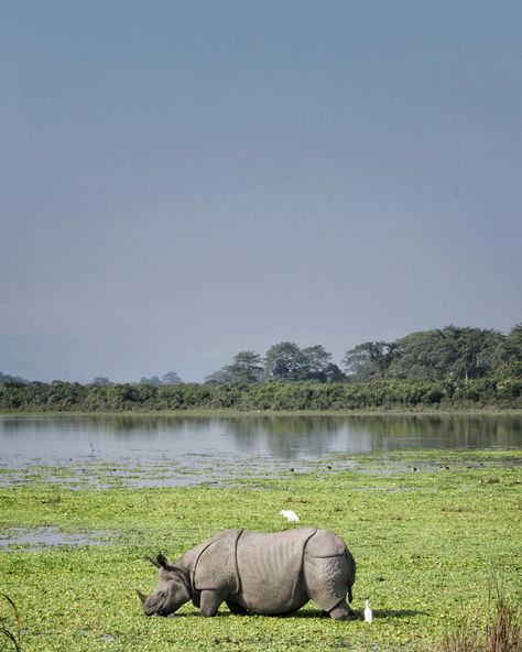 Kaziranga National Park Photography, Wildlife Sanctuary India, Rhino Facts, Kaziranga National Park, Asian Elephants, Zoo Inspiration, Wildlife Of India, Scene Ideas, Elephant Photography