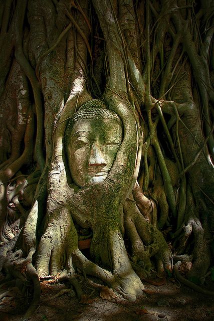 Buddha Head at Wat Mahathat, Ayutthaya, Thailand Wat Mahathat, Ayutthaya Thailand, Travel Honeymoon, 강아지 그림, 다크 판타지, Buddha Head, Phnom Penh, 판타지 아트, Angkor