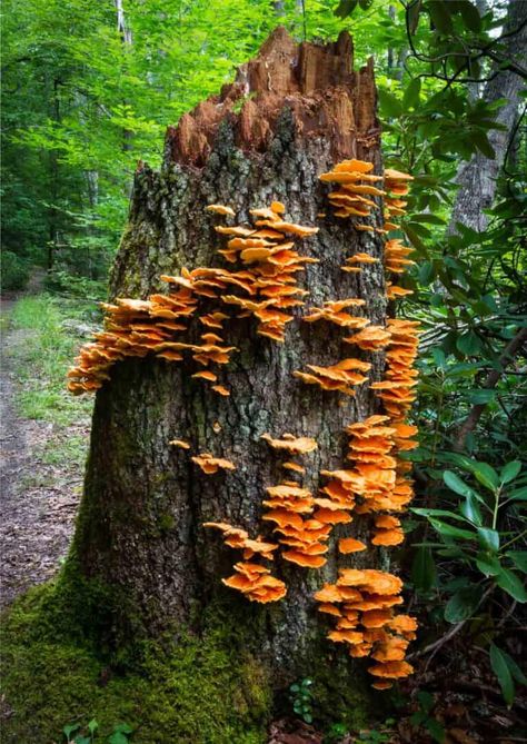 Chicken of the Woods Mushrooms: The Laetiporus - Forager | Chef Fungi On Trees, Oregon Mushrooms, Mushrooms On Trees, Dowel Art, Nature Ceramics, Mushroom Tree, Chicken Of The Woods, Giant Mushroom, Tree Mushrooms