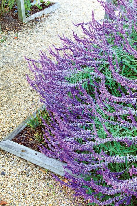 Mexican Bush Sage (S. leucantha) Mexican Bush Sage, Types Of Sage, Mexican Sage, Fall Container Plants, Cosmos Plant, Sage Bush, Patio Areas, Sweet Autumn Clematis, Shady Garden