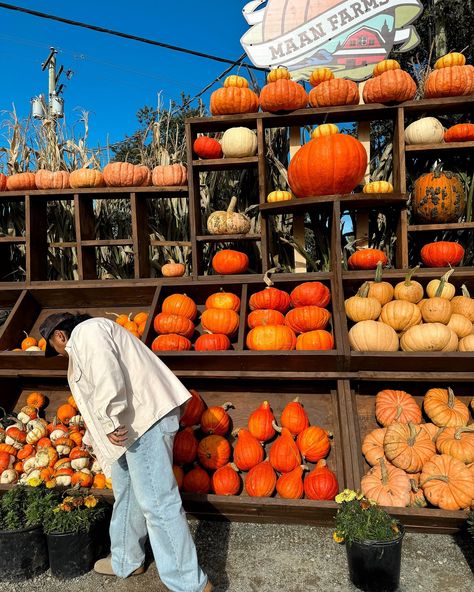 Pumpkin Patch Diaries🍂🎃 #PumpkinPatch #MaanFarms #Fallaesthetic #fallvibes🍁 #Autumnmood #October Pumpkin Patch Picture Ideas, Pumpkin Patch Pictures, Cozy Fall Decor, Creative Pumpkins, Market Ideas, Autumn Magic, In Aesthetic, Fall Inspiration, Pumpkin Crafts