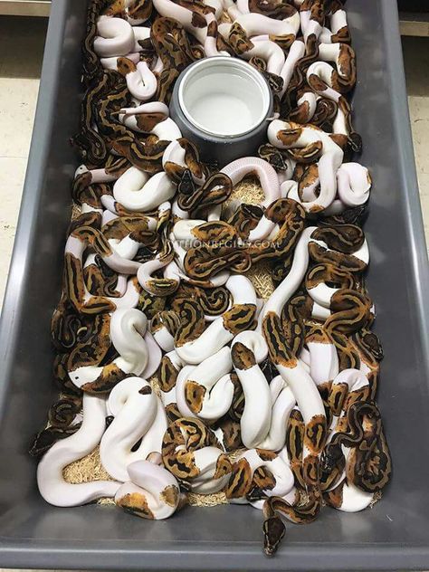 Piebald Ball Python, Pied Ball Python, Baby Ball Python, Python Morphs, Cool Snakes, Colorful Snakes, Pretty Snakes, Reptile Room, Ball Python Morphs