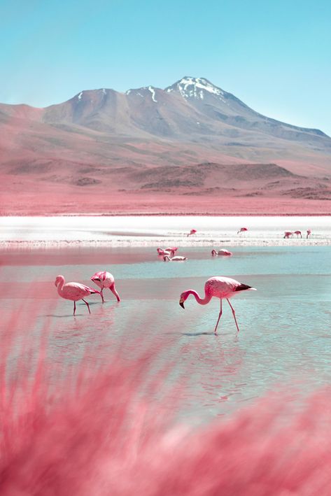 Flamingo Pictures, Bolivia Travel, Flamingo Wallpaper, Infrared Photography, Live Art, Photography Series, Flamingo Art, Beach Wallpaper, Trik Fotografi