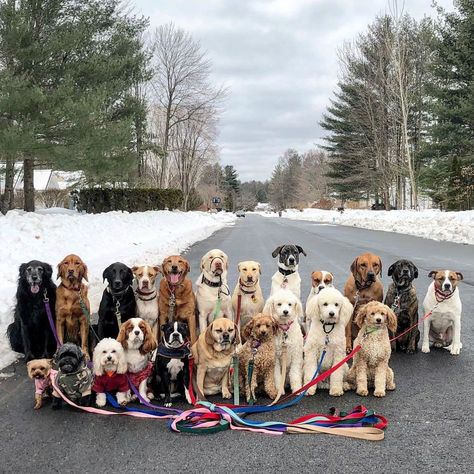 These Lovely Dogs 'Pack Walk' And Pose For Pictures Together Every Day York Dog, Dogs Photography, Funny Love Pictures, Group Of Dogs, Real Dog, Dog Clothes Patterns, Dog Walker, Dog Photography, Land Art