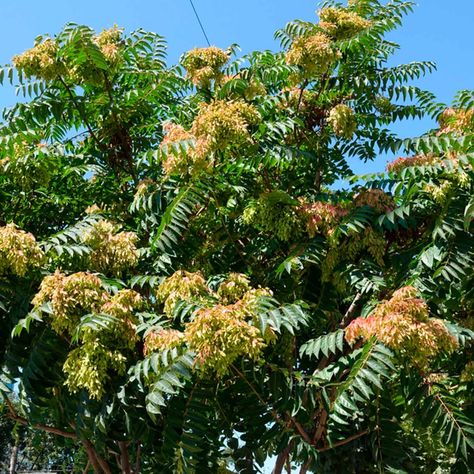 Branches Sweet Olive Tree Landscaping, Chase Tree, Nitrogen Fixers, Sweet Olive Tree, Ailanthus Altissima, Roasted Thanksgiving Turkey, Honey Locust Tree, Tree Of Heaven, Silver Maple Tree