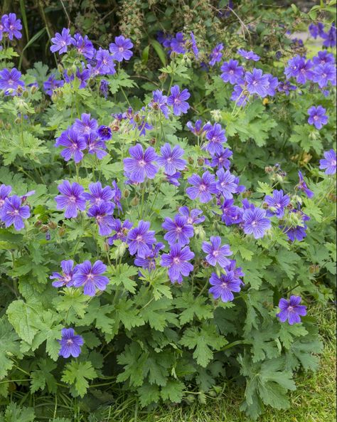 Geranium Magnificum (Hardy Geranium)