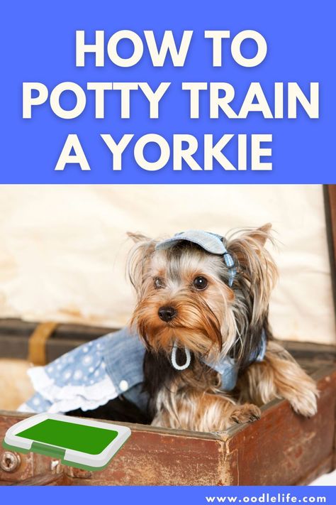 Yorkie Potty Training, Potty Training Age, Yorkie Puppy Training, Yorkie Puppy Care, Yorkie Training, Yorkie Poo Puppies, Names Male, Yorkie Names, How To Potty Train