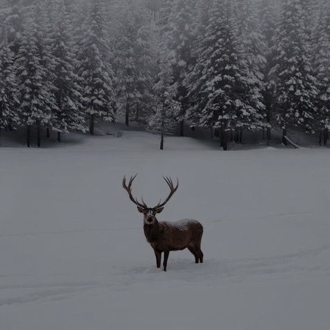 Parc Omega, Things To Do In Ottawa, Winters Tafereel, Canadian Animals, Winter Bucket List, Winter Szenen, Winter Nature, Winter Animals, Winter Magic