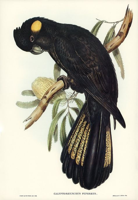 Black Cockatoo, John Gould, Illustration Kunst, Birds Of Australia, Vintage Parrot, Coastal Art Prints, Bird Clipart, Aboriginal Artwork, Small Framed Art