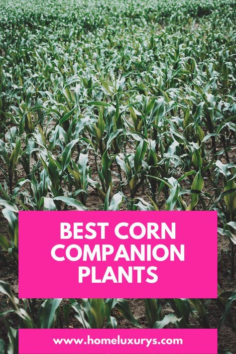 Best Corn Companion Plants: What to Grow & What to Avoid planting The Three Sisters is a method of companion planting with corn, squash and beans, but there are other plants to grow with corn that are just as compatible. The Three Sisters, Bees And Butterflies, Companion Plants, Plant Help, Plants To Grow, Three Sisters, Sweet Corn, Companion Planting, All About Plants