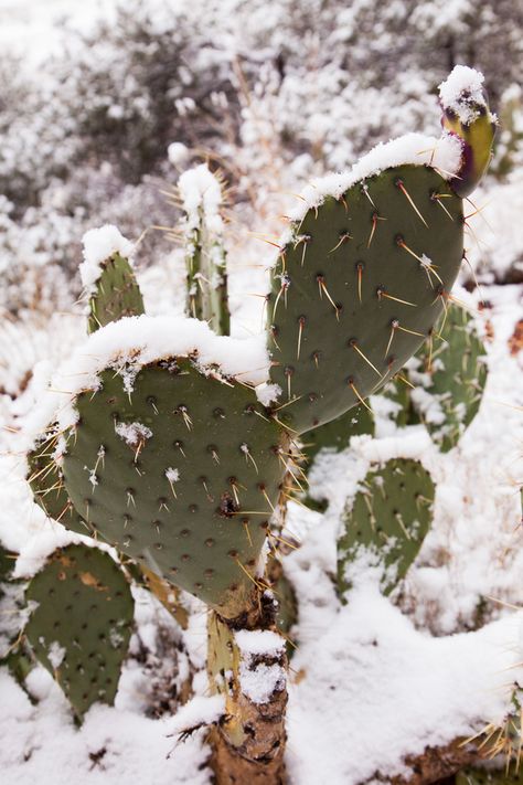 Wallpaper Cactus, Springdale Utah, Desert Snow, Cactus Arizona, Texas Winter, Winter Deserts, Texas Christmas, Iphone Wallpaper Winter, Western Wallpaper Iphone