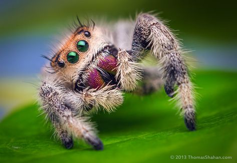 Female Jumping Spider - Phidippus regius - Florida | Flickr Arachnids Spiders, Wolf Spider, Macro Photographers, Cool Insects, Cool Bugs, Jumping Spider, Beautiful Bugs, Creepy Crawlies, Arthropods