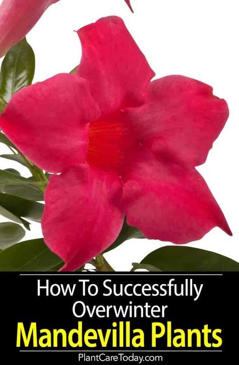 The beautiful Mandevilla plant with colorful, bright, vivid rich colored flowers, perfect for decks and patios can be overwintered. [LEARN THE DETAILS] How To Over Winter Mandevilla, How To Overwinter Mandevilla, Rocktrumpet Plant, Overwintering Mandevilla, Dipladenia Plants, Mandevilla Plants, Mandeville Plant, Mandevilla Trellis, Mandevilla Plant