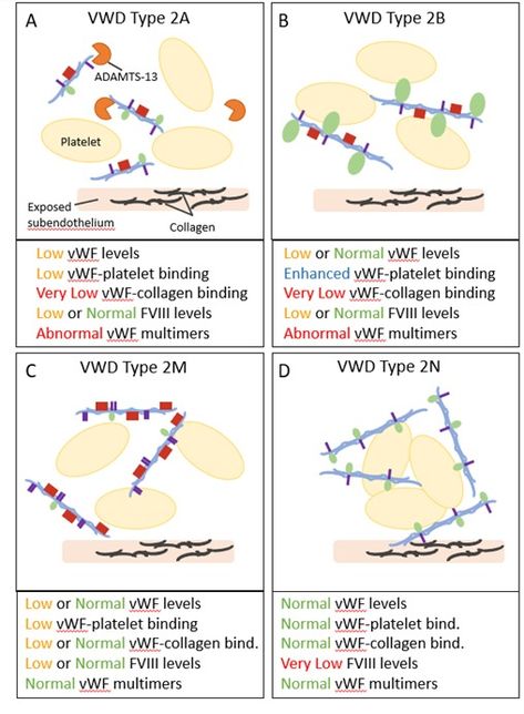 von Willebrand Disease - DiaPharma Von Willebrand Disease, Menstrual Period, Brain Surgery, Blood Flow, Surgery, Disease, Brain, Quick Saves
