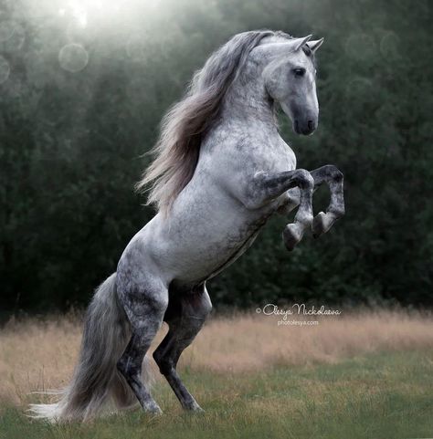 Horses To Draw, Horse Photographer, Beautiful Horses Photography, Horses Photography, Horse Reference, Enchanted Wood, Andalusian Horse, Going Grey, Types Of Horses