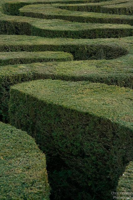 Maze Garden, Hedge Maze, Labyrinth Maze, Gothic Garden, Garden Aesthetic, Gardening Advice, Green Garden, Color Of Life, Dream Garden