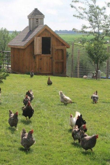 Great sized coop and love the Dutch door. Nice fencing. Very functional. Easy Chicken Coop, Future Farms, Building A Chicken Coop, Chickens And Roosters, Chicken House, Farms Living, Chicken Farm, A Barn, Hobby Farms