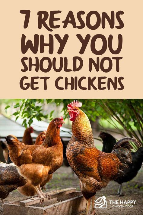 Many people get chickens thinking they are cute, easy to look after and do not require a great deal of maintenance. After all, how much upkeep can a chicken require... Adding New Chickens To Your Flock, Introducing Chickens To New Flock, Integrating Chicks Into Flock, How To Introduce New Chickens To Flock, Chicken Pecking Order, Introducing New Chickens To The Flock, Homesteading Chickens, Owning Chickens, Egg Candling