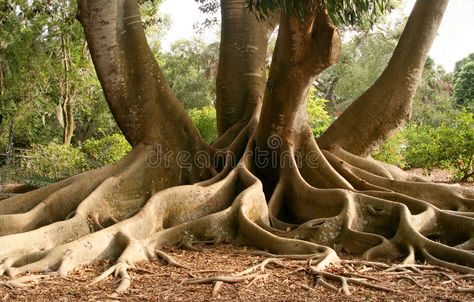 Roots of Bay Fig tree. Root system above ground of very large bay fig tree , #Ad, #tree, #Root, #Fig, #Roots, #Bay #ad Tree Root System, Olive Trees Garden, Potted Olive Tree, Environment Projects, Tree Root, Root System, Tree Roots, Fig Tree, Stock Photography Free