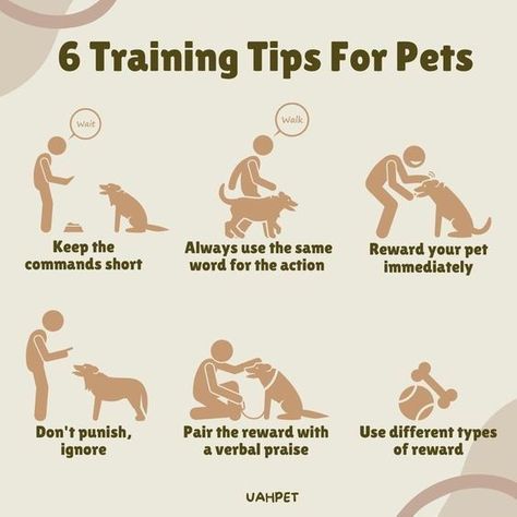 6 training tips for pets Puppy Training Guide, Train Dogs, Dog Psychology, What Kind Of Dog, Mental Stimulation, Dog Language, Dog Brain, Best Dog Training, Train Your Dog