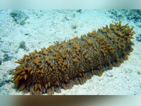 Conservationists fear ‘threat to sea cucumbers’ at the Agatti Islands in Lakshadweep, may have turned real. The Central Bureau of Investigation (CBI) has taken up the case of alleged smuggling of the endangered species, after 3 dried highly protected sea cucumbers, weighing 540 gm, were found during waste segregation. Basilisk Lizard, Velvet Worm, Sea Cucumber, Deep Sea Creatures, Underwater Creatures, Unusual Animals, Airedale Terrier, Fish Pond, Queen Mary