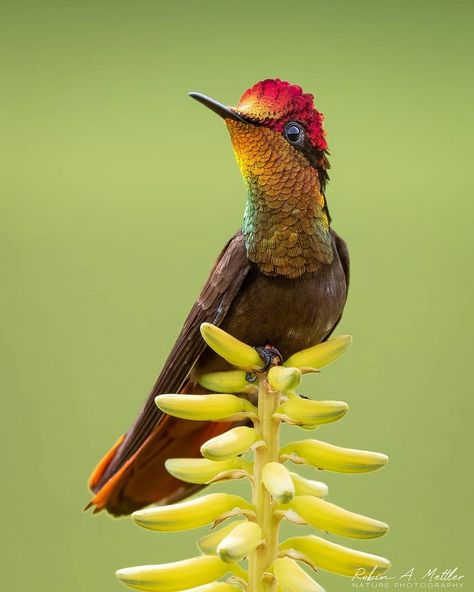 Photo by Robin Alexander Mettler (@robinmettler3) 2021.08.13 Parque Nacional de la Uva, Colombia Hummingbird Pictures, French Guiana, Pretty Birds, Wildlife Animals, Magical Places, Bird Lovers, Bolivia, Trinidad, Natural World