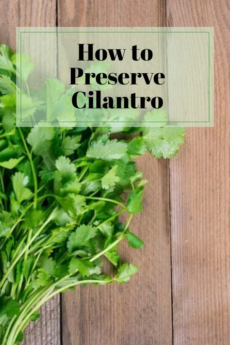 Growing your own herbs offers numerous benefits, including an abundance of fresh ingredients for your culinary creations. Sometimes, though, you might find yourself with more herbs like cilantro than you can consume before they go bad. Fret not, as there are various methods to preserve the cilantro while maintaining its flavor and easy-to-use form. Preserve Cilantro, Freezing Cilantro, Cilantro Plant, Drying Cilantro, Fresh Ingredients, Vegan Recipes Healthy, Fresh Cilantro, Find Yourself, Food Guide